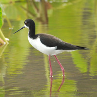 Hawaiian Stilt